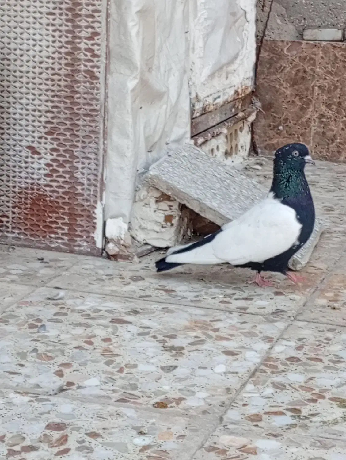 سینه سیاه|پرنده|اهواز, عین ۲|دیوار