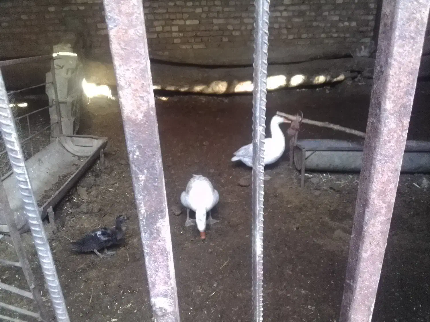 گوسفند زنده کیلو 790 کله پاچه با مخلفاتش۲۵۰۰|حیوانات مزرعه|همدان, |دیوار