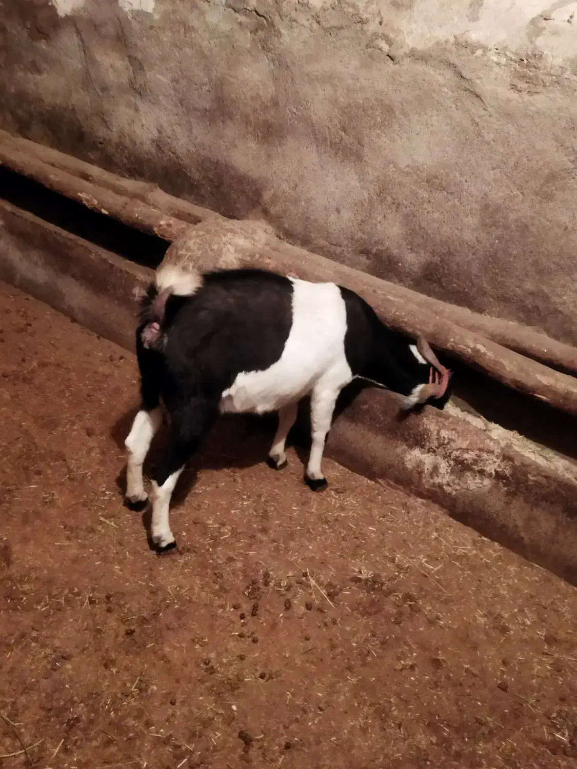 بزبز|حیوانات مزرعه|ملایر, |دیوار