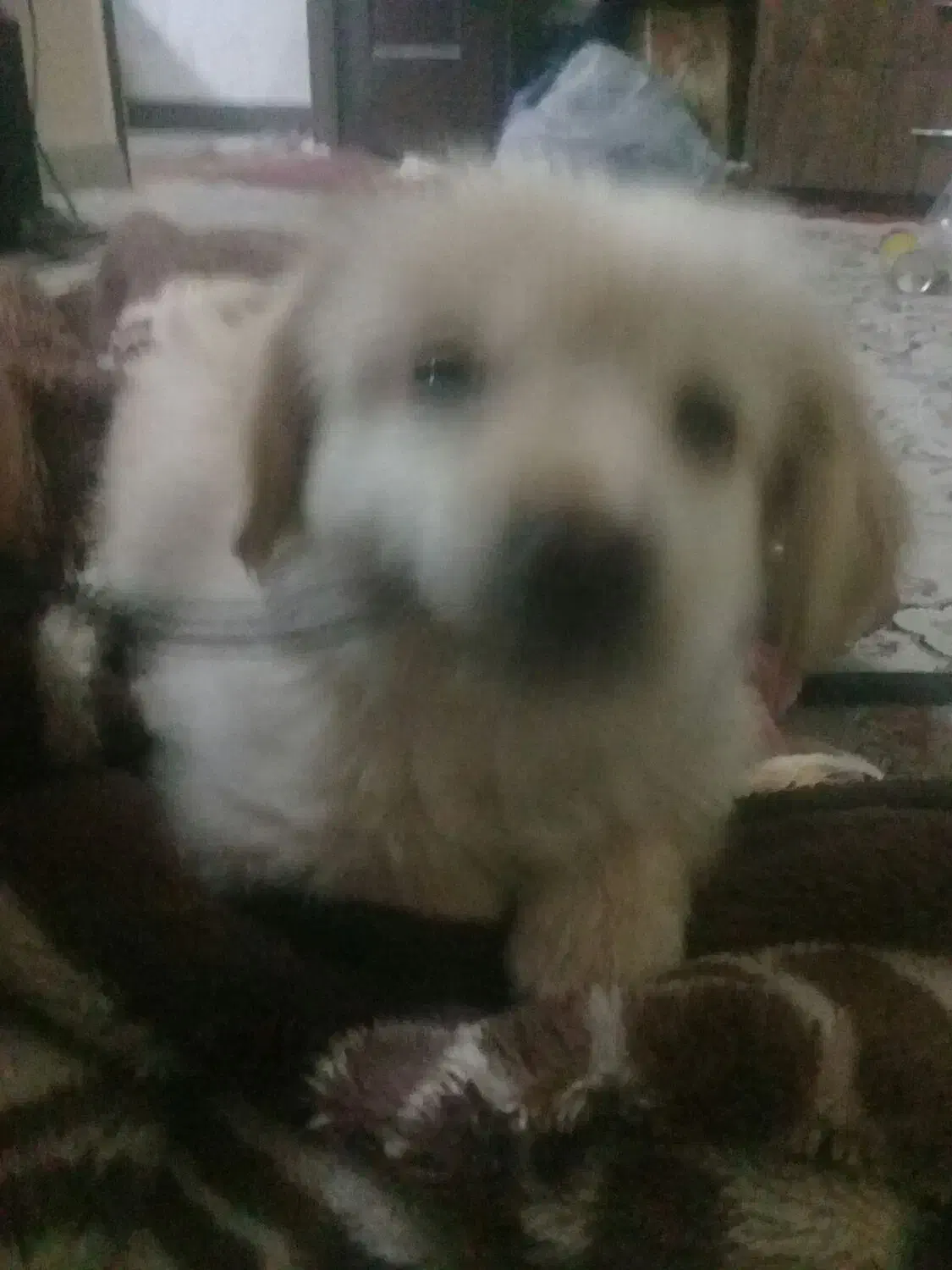 توله پامرشیتزو|سگ|پاکدشت, پارچین|دیوار