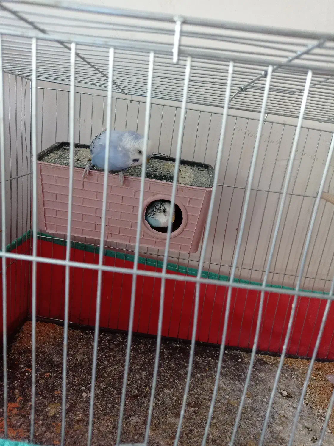 دو جفت مرغ عشق زیبا .|پرنده|شهرکرد, |دیوار