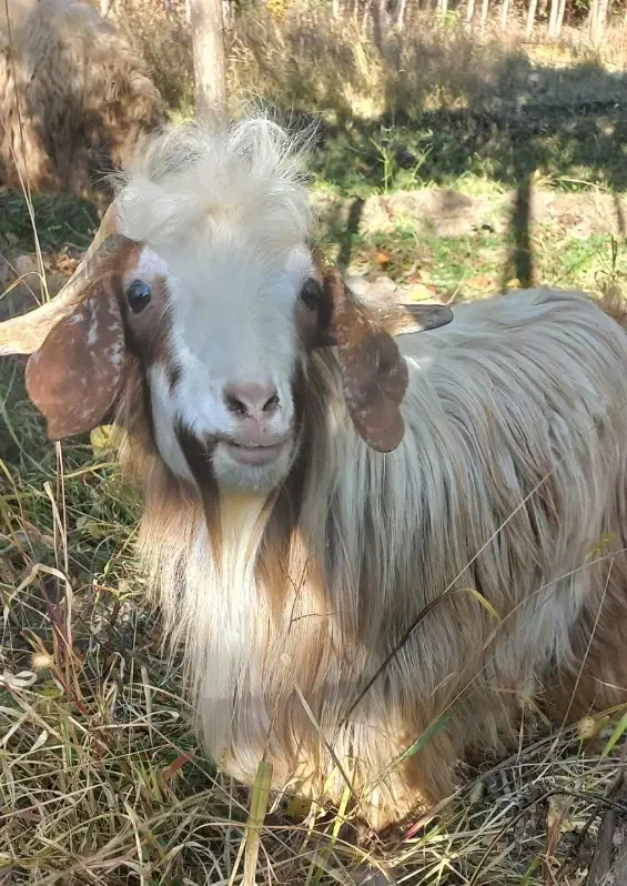 بز نر سالم مخصوص قربانی|حیوانات مزرعه|خوی, |دیوار