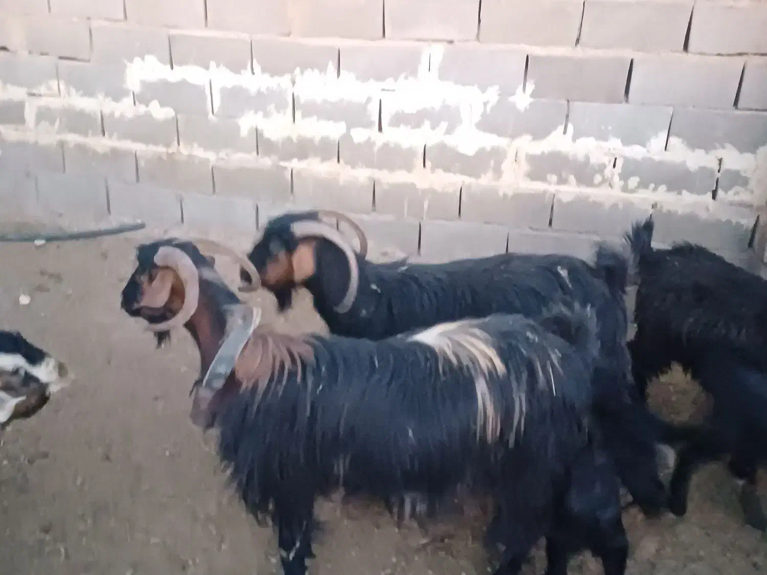 بز و کهره|حیوانات مزرعه|زرقان, |دیوار