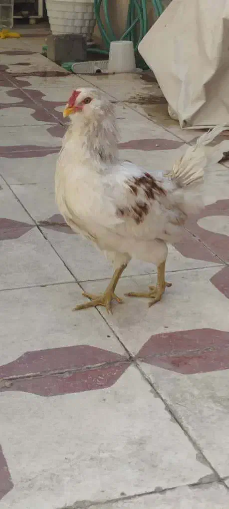 جوجه خروس ایام سمانی و آراکانا|حیوانات مزرعه|شیراز, کوشک میدان|دیوار