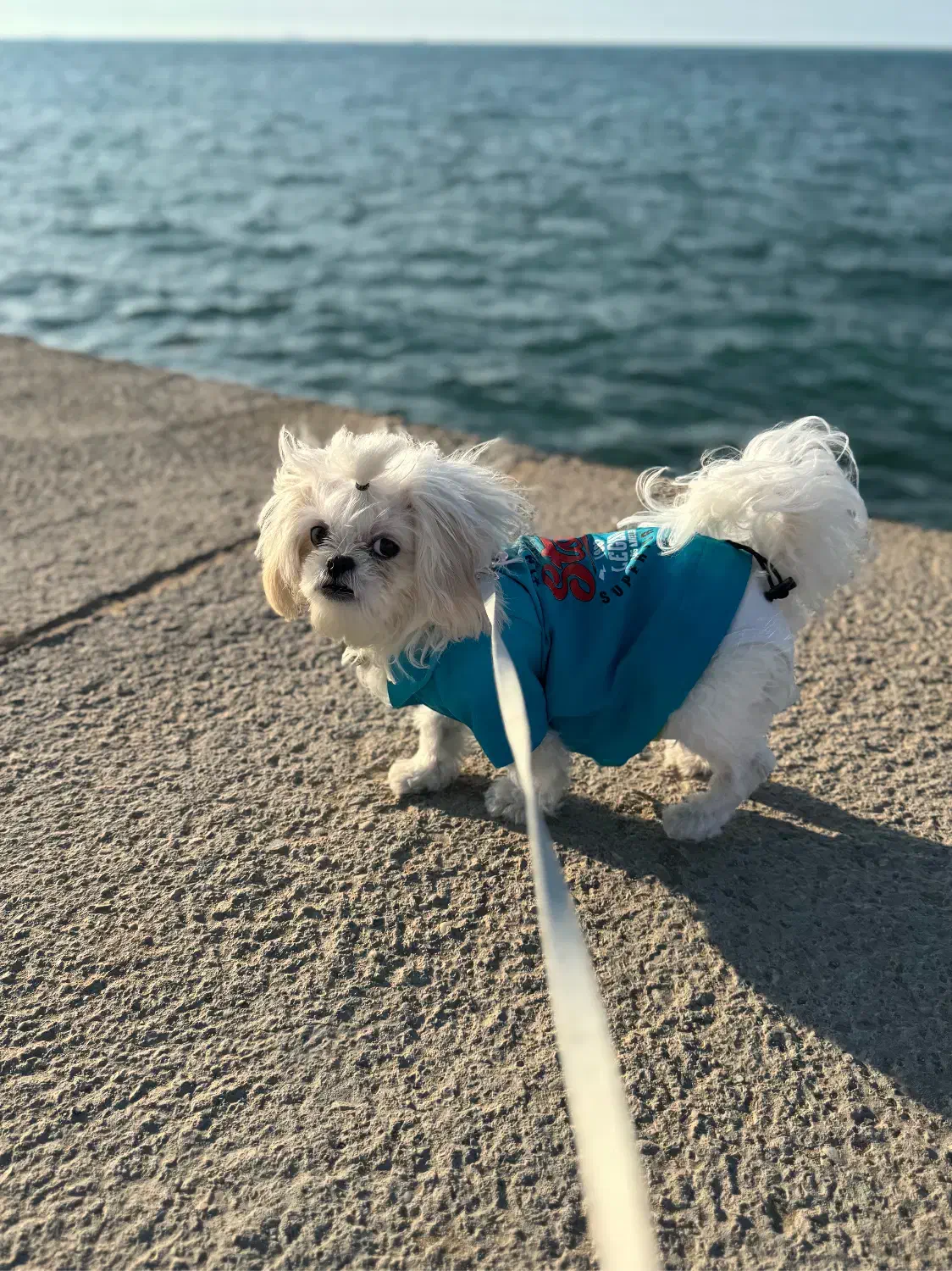 فروش سگ خانگی شیتزو عروسکی|سگ|فیروزآباد (فارس), |دیوار