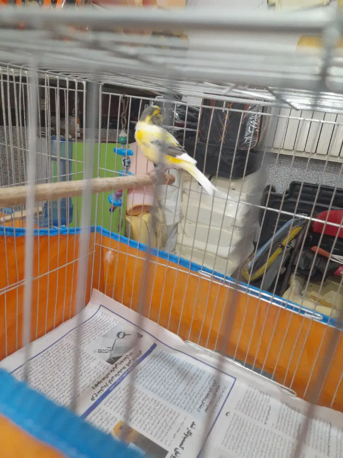 قناری مولد|پرنده|آمل, |دیوار