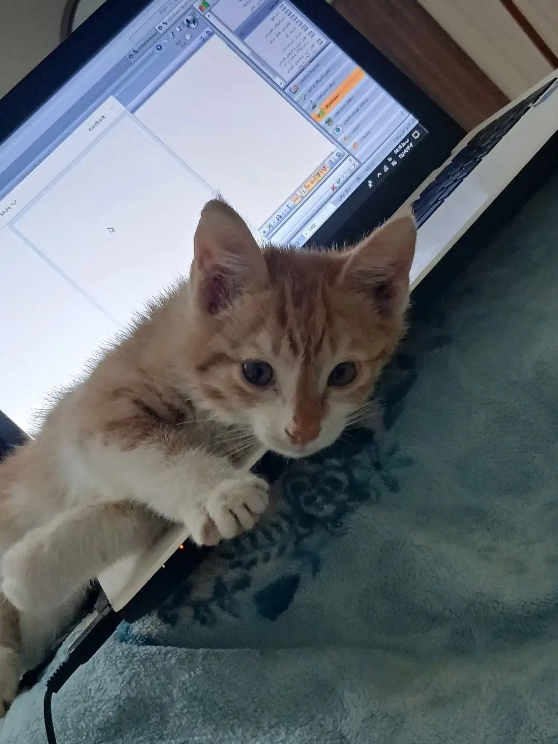 واگذاری بچه گربه رایگان|گربه|قدس, شهرقدس|دیوار