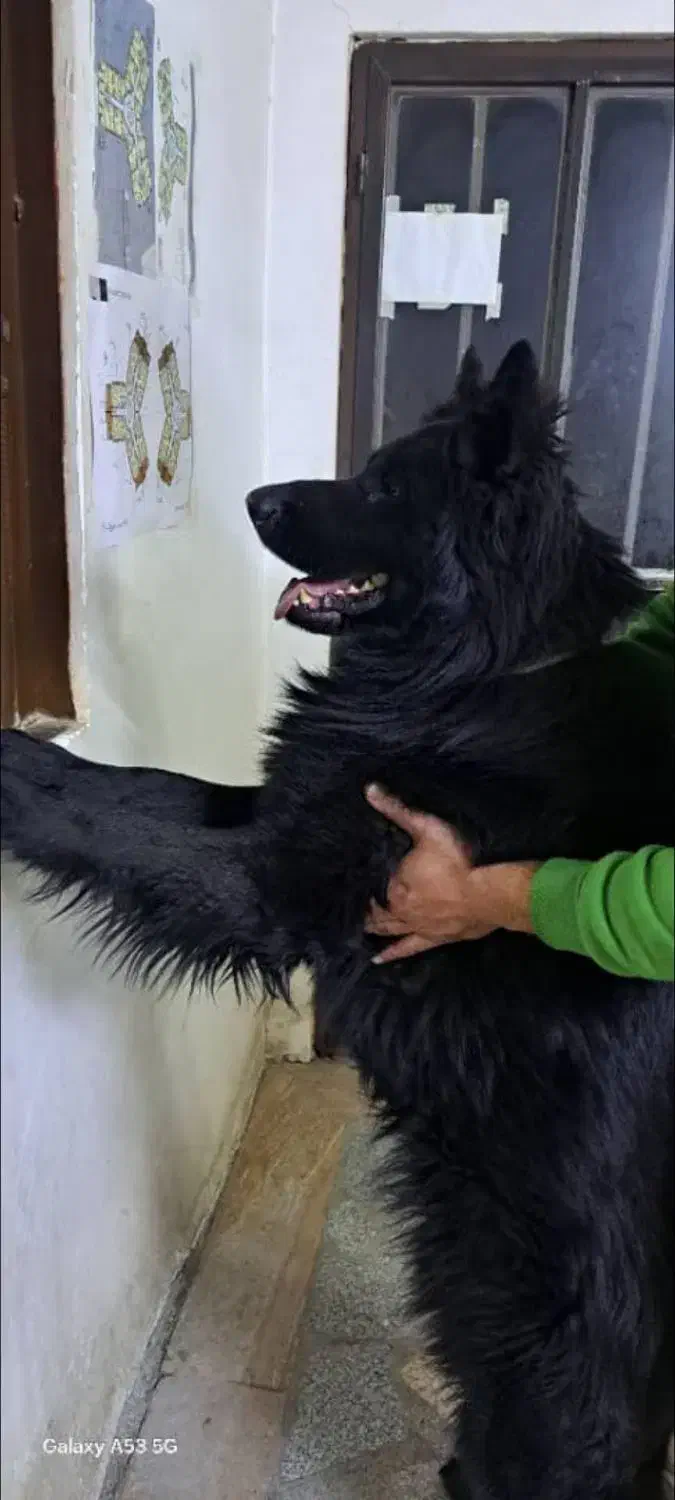 توله ژرمن خالص|سگ|کرج, شهرک سپهر|دیوار