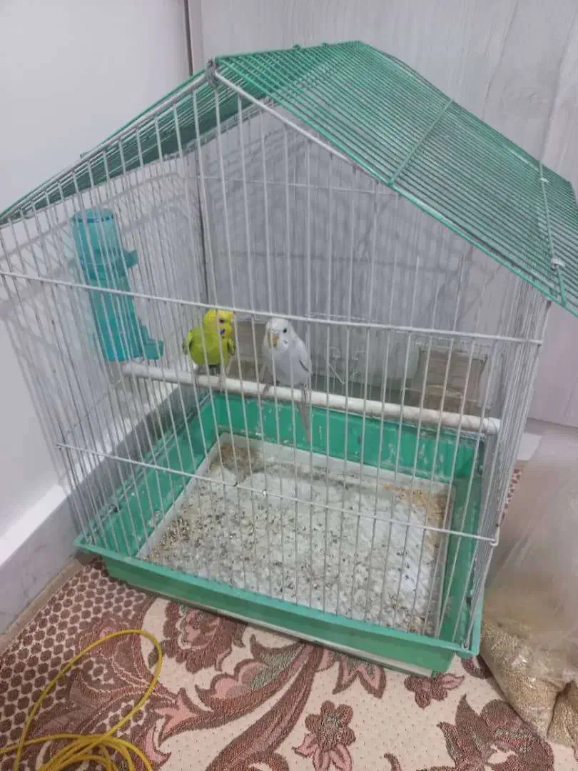 مرغ عشق|پرنده|ری, دولتآباد|دیوار