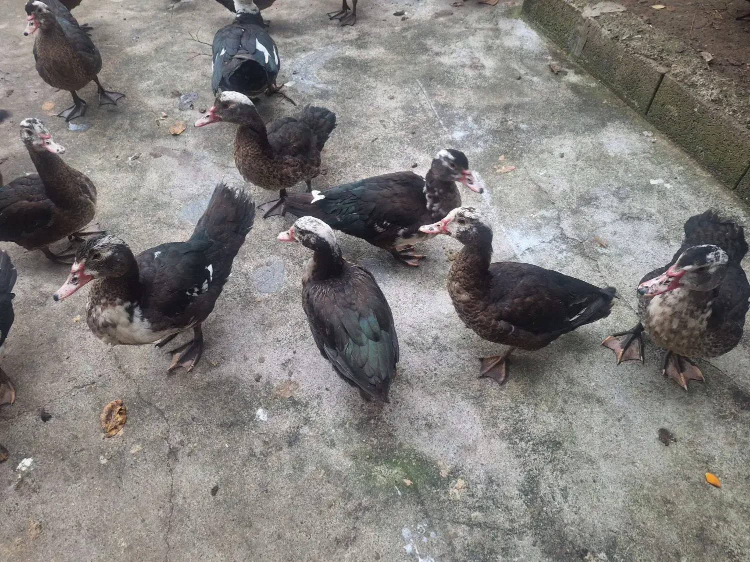 فروش اردک اسرائیلی|حیوانات مزرعه|اطاقور, |دیوار