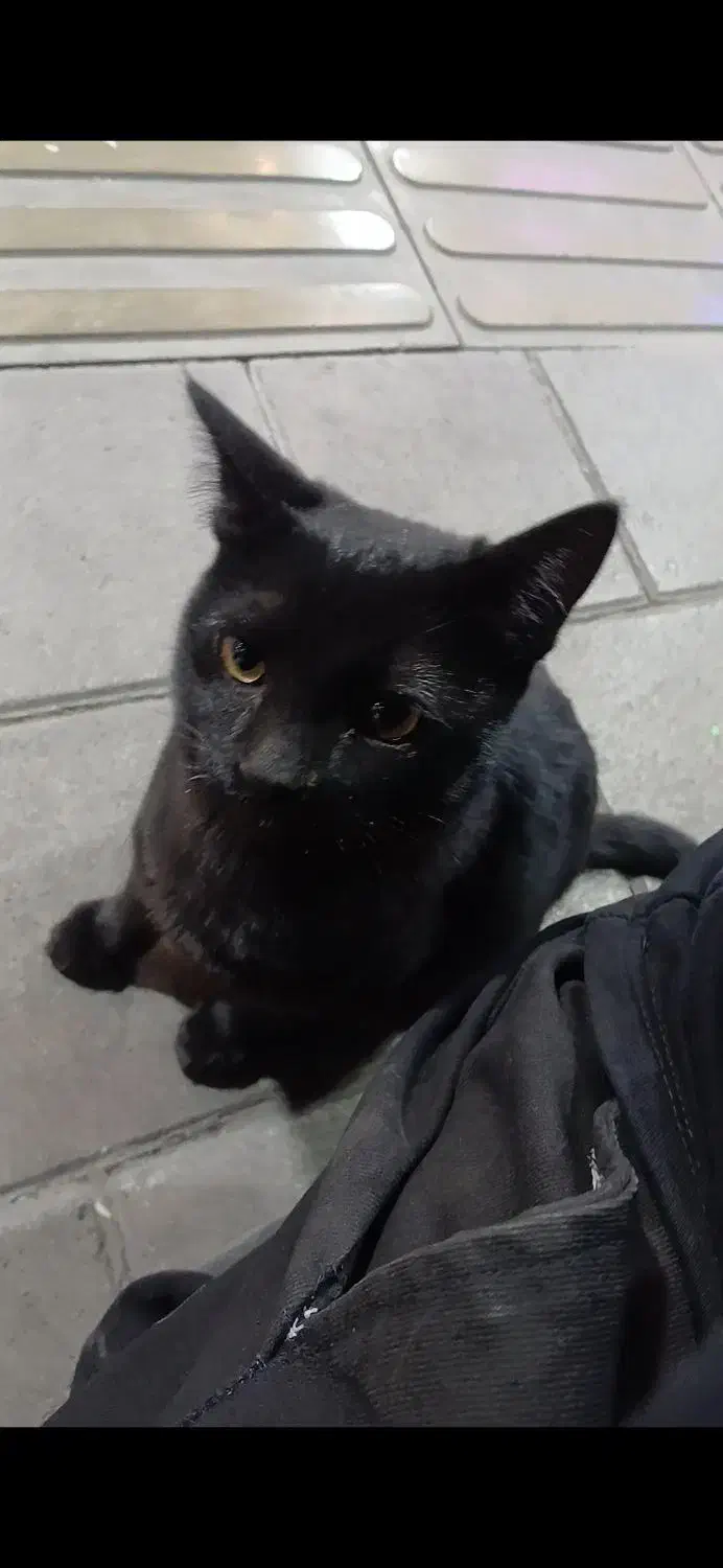 گربه مشکی نر ۵ ماهه گمشده|حیوانات|اسلام‌شهر, باغ فیض|دیوار
