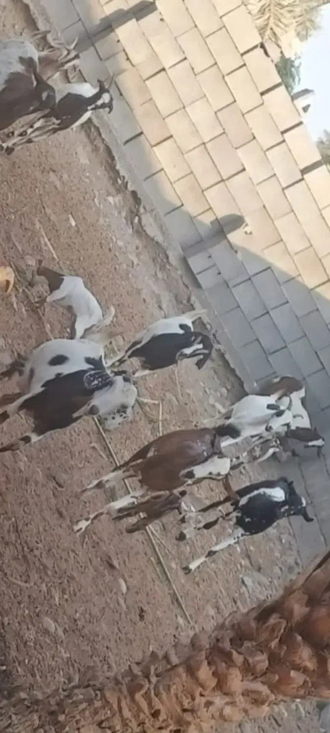 تعدادی بز با کهر و کهر نر و بز ابس فروش یکجا|حیوانات مزرعه|شمیل, |دیوار