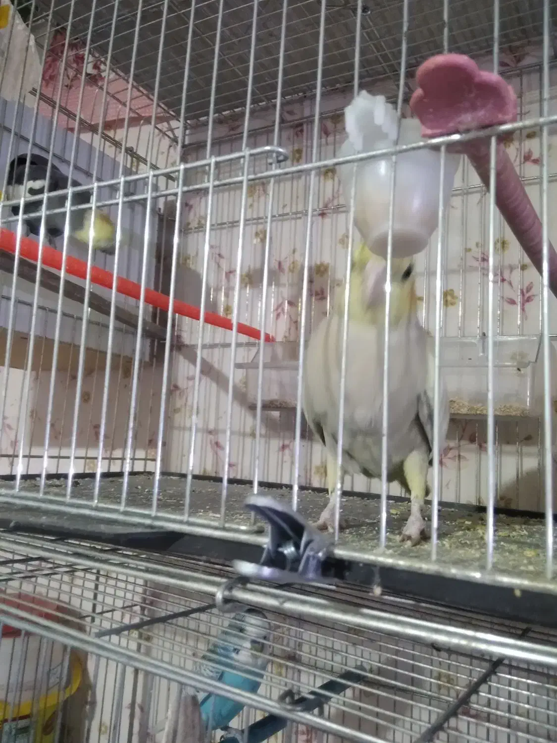 عروس هلندی|پرنده|تبریز, |دیوار