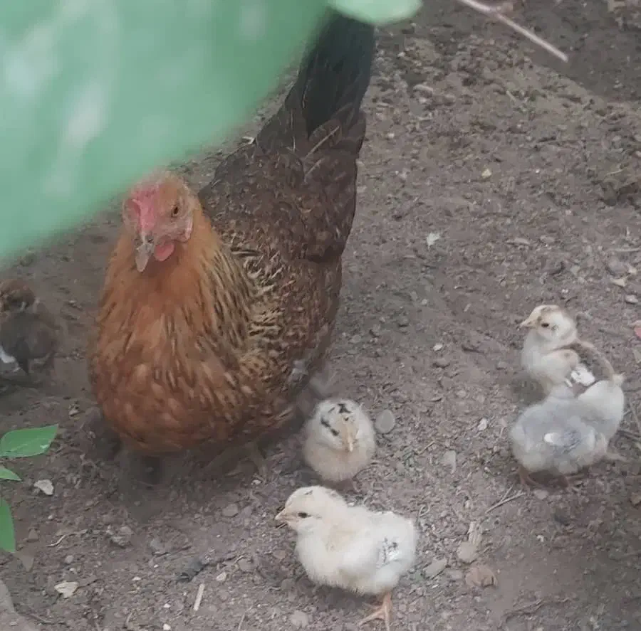 مرغ گلین|حیوانات مزرعه|اصفهان, وحید|دیوار