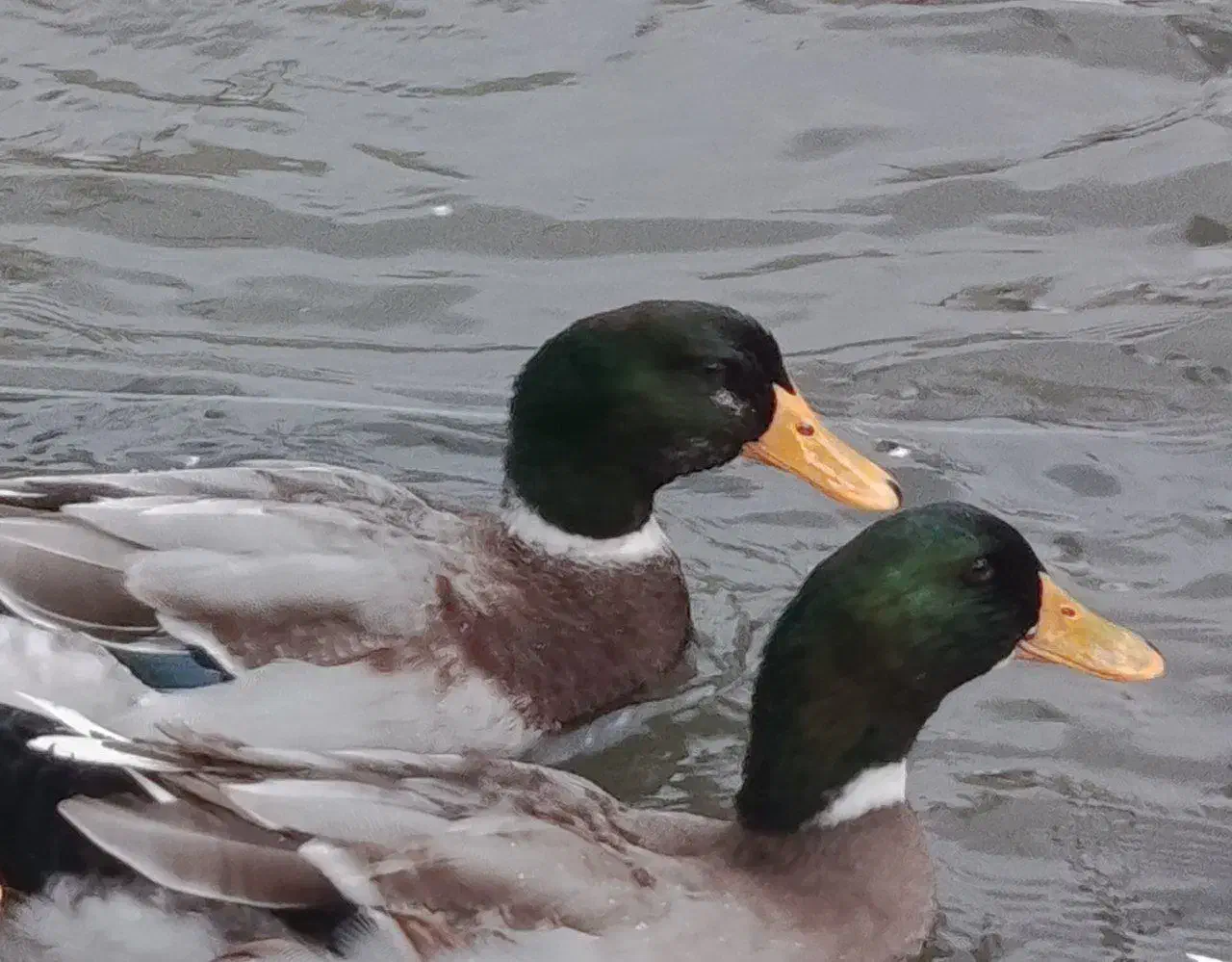 فروش غاز و اردک|حیوانات مزرعه|رشت, لاکان|دیوار