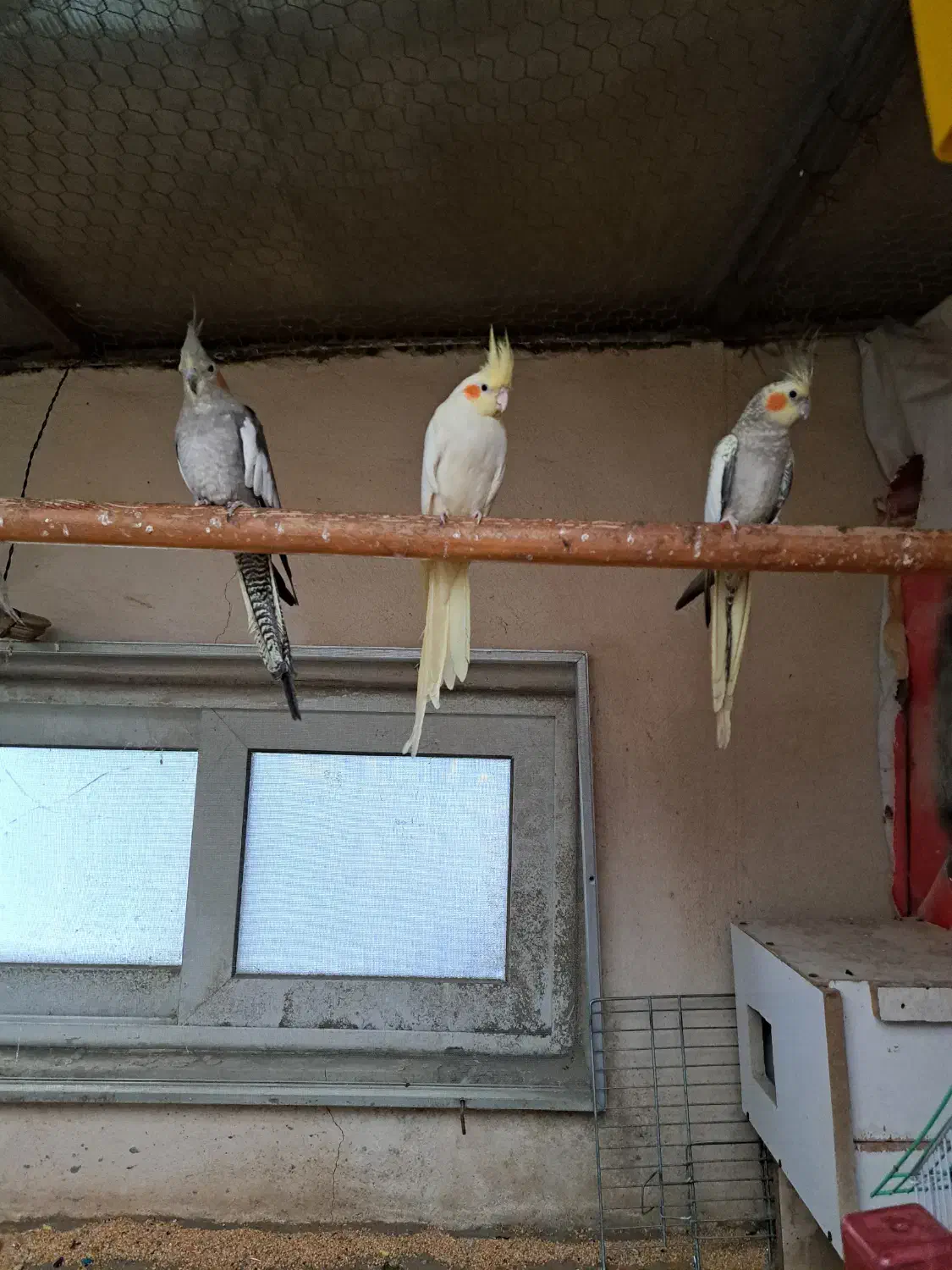 عروس هلندی|پرنده|کرج, فاز ۳ مهرشهر|دیوار