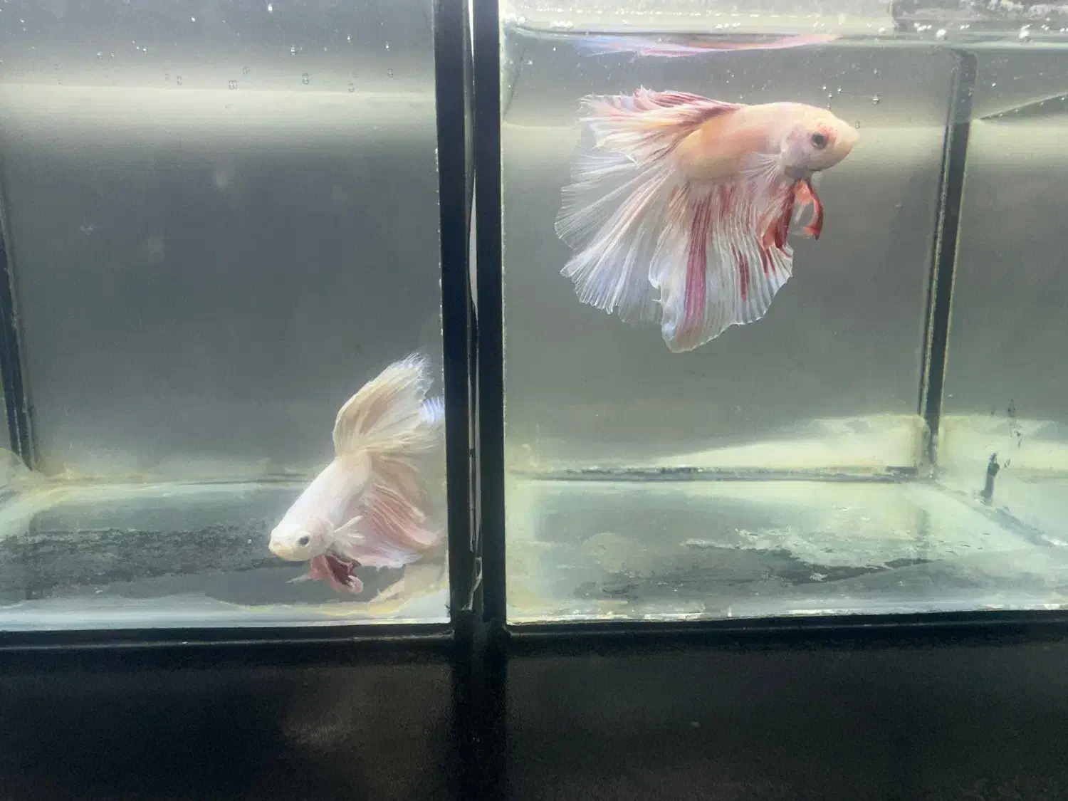 تخفیف ۲۰٪ فایتر به مناسبت بلک فرایدی|ماهی|رشت, کاکتوس|دیوار