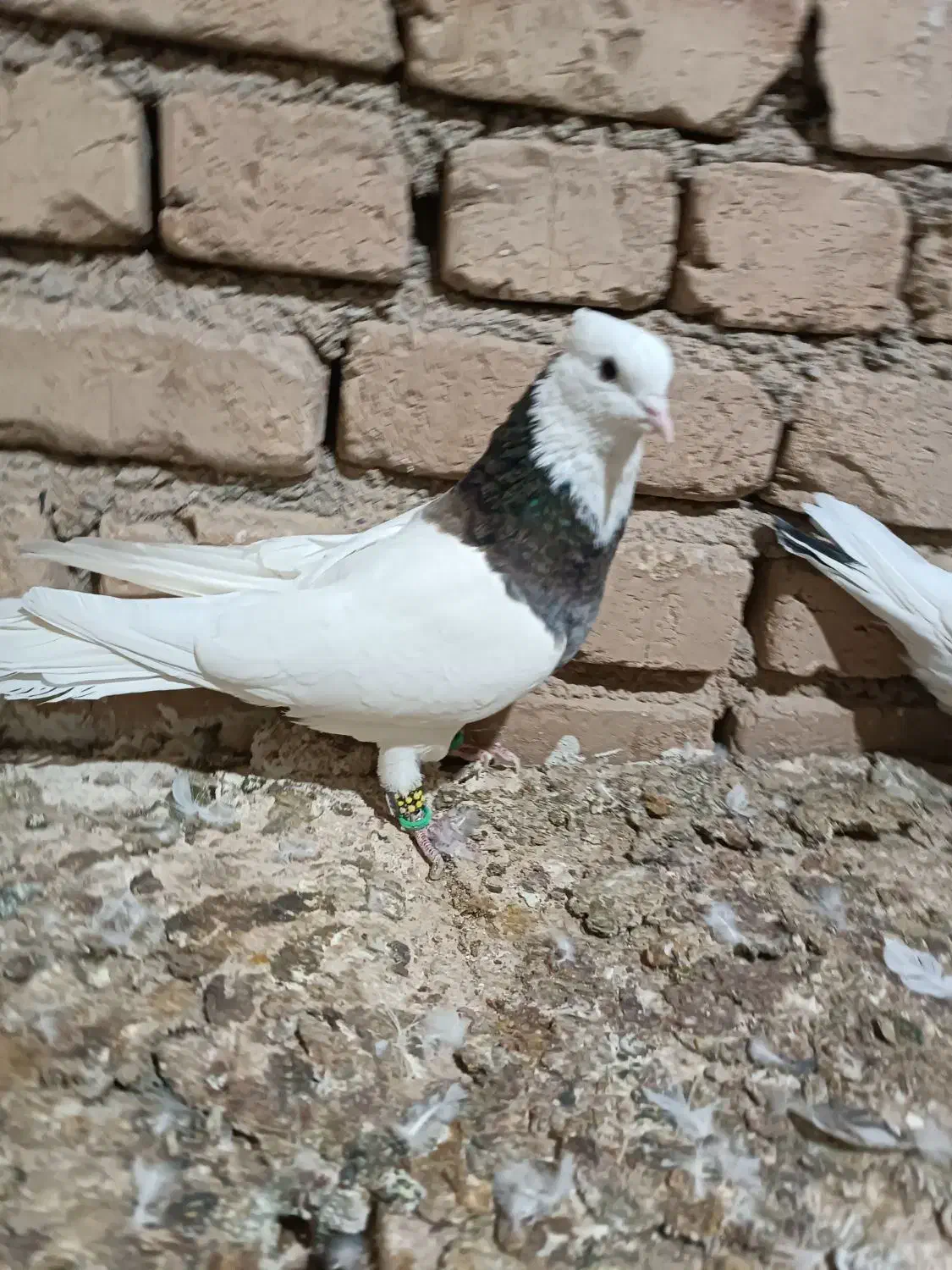 کبوتر طوقی هفت رنگ|پرنده|الوند, |دیوار