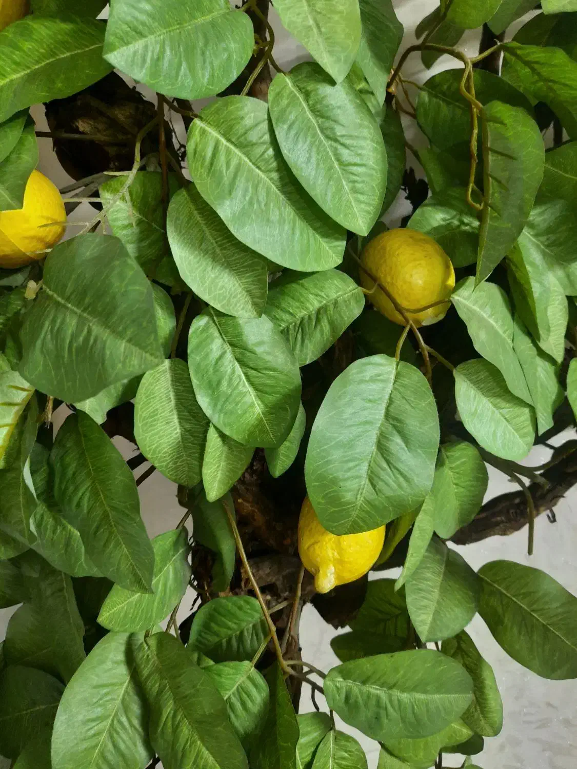 درخت لیمو|گل مصنوعی|تهران, تهرانسر غربی|دیوار