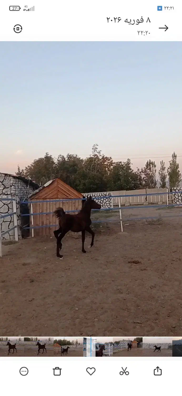 کره مادین کرد|اسب و تجهیزات اسب‌سواری|کرمانشاه, |دیوار