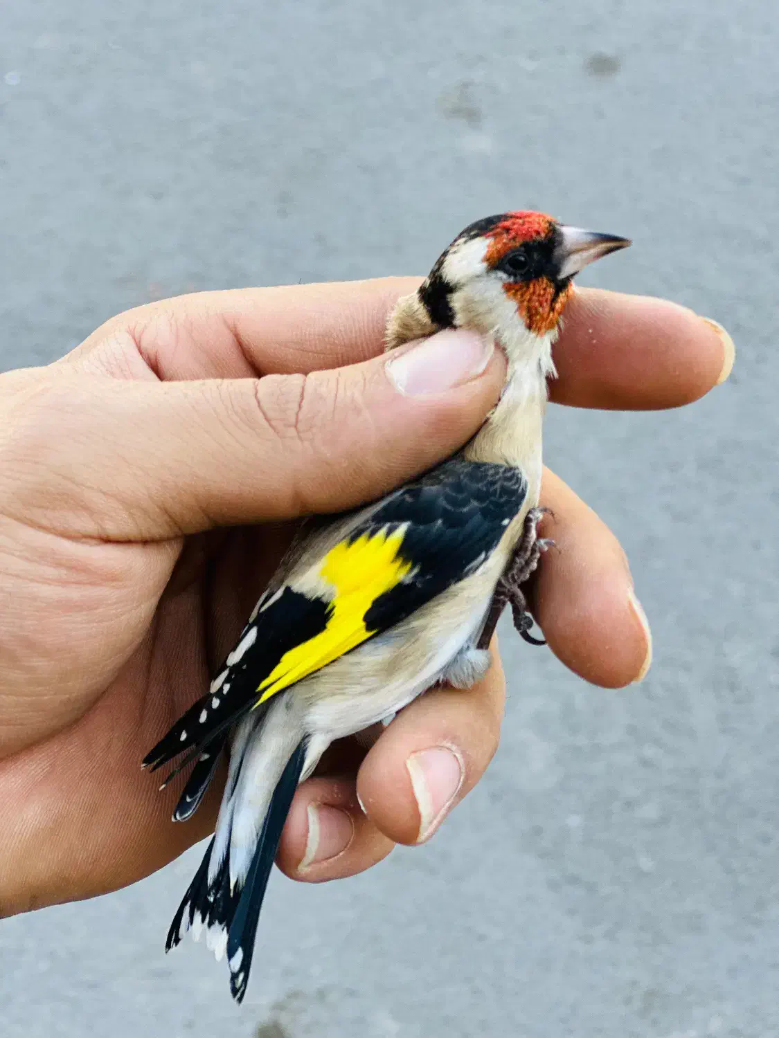 دوعدد سهره نر منطقه بستان اباد|پرنده|تبریز, |دیوار