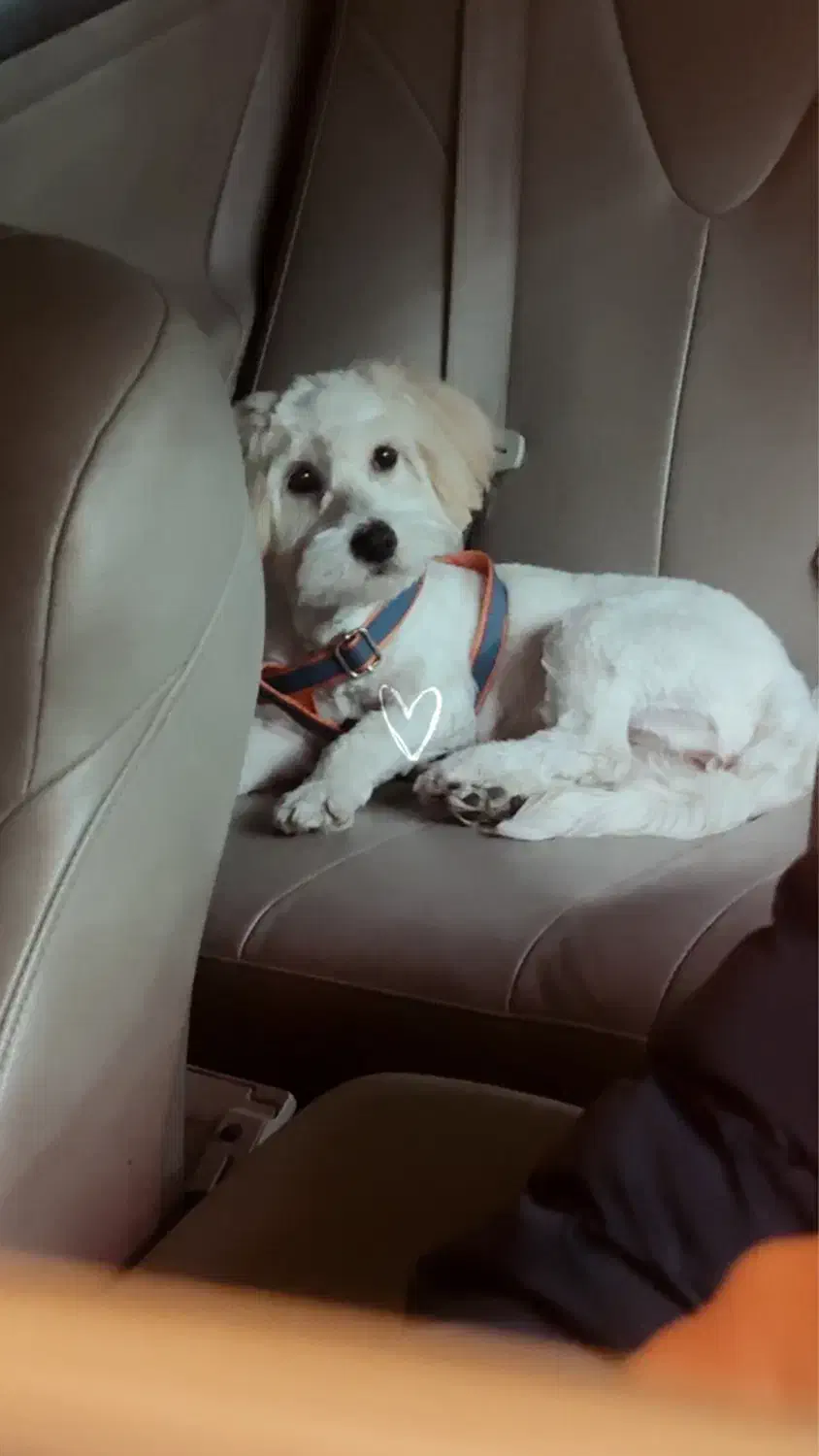 فروش سگ معاوضه با پرنده|سگ|یزد, |دیوار