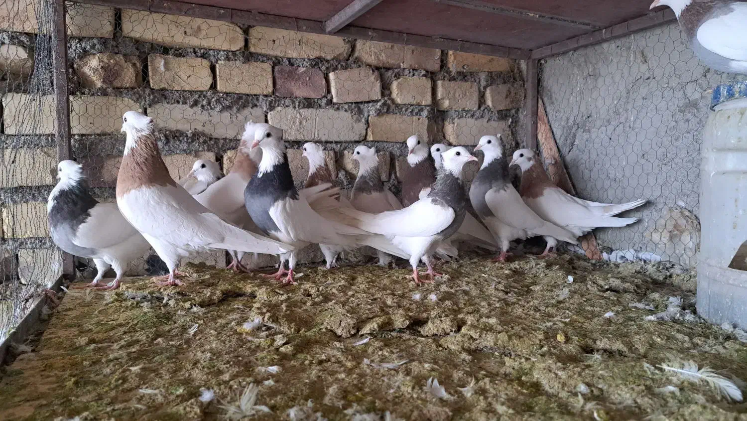 کبوتر طوقی|پرنده|مهریز, |دیوار