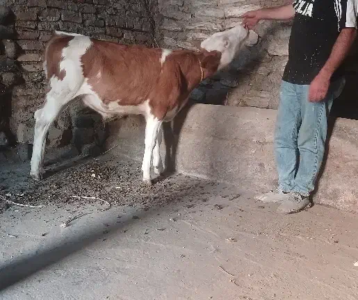 گوساله نر سیمینتال قرمز جنس درجه یک|حیوانات مزرعه|مهربان, |دیوار