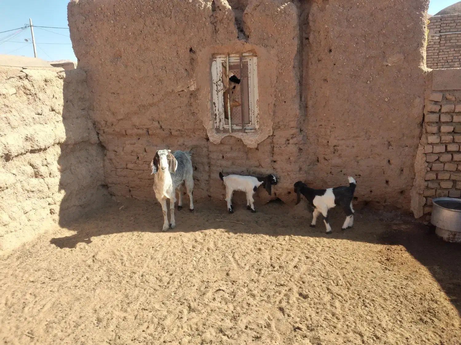 بز زاییده دوقلو|حیوانات مزرعه|بجستان, |دیوار