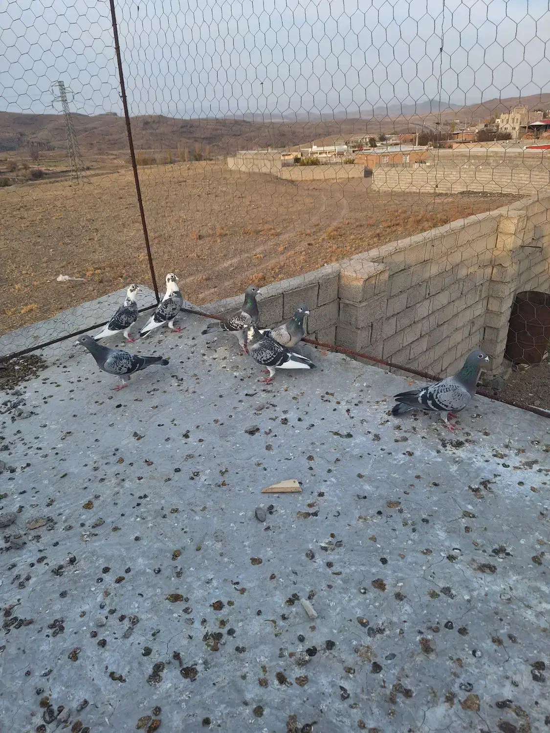 دوبر کبوتر مسافتی|پرنده|مشگین شهر, |دیوار