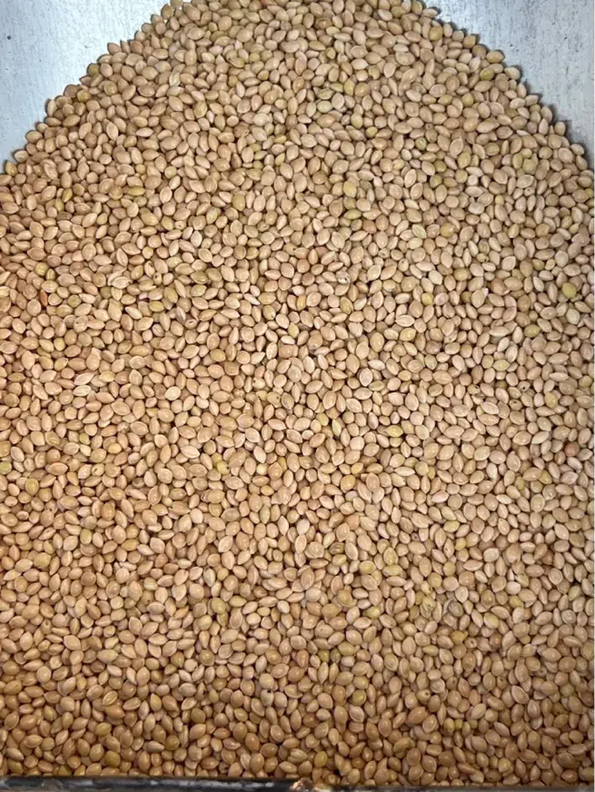 ارزن تیر ماهی درشت بومی|حیوانات مزرعه|کاشان, آیت الله سعیدی|دیوار