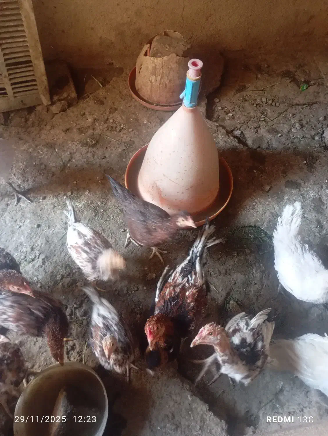 مرغ و خروس ضمانتی|حیوانات مزرعه|ایرانشهر, |دیوار