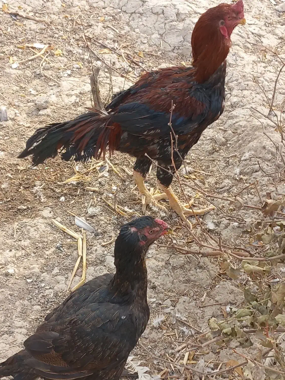 مرغ وخروس|حیوانات مزرعه|رباط‌کریم, شهرک صنعتی ده‌حسن|دیوار