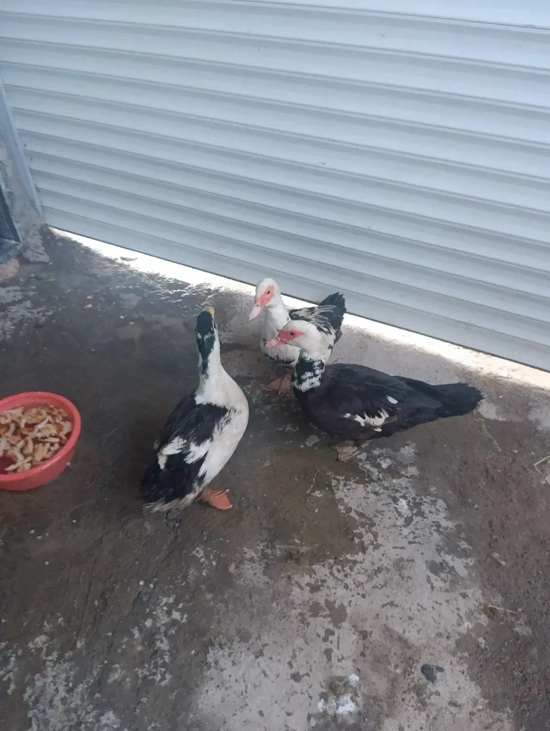 اردک|حیوانات مزرعه|مشگین شهر, |دیوار