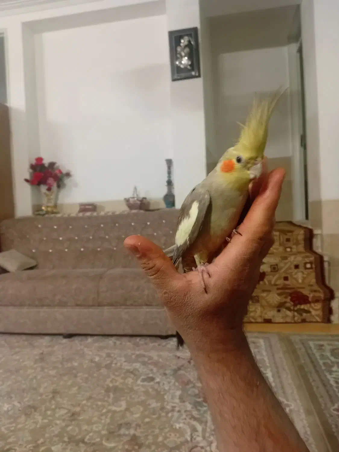 عروس هلندی دستی|پرنده|تفت, |دیوار