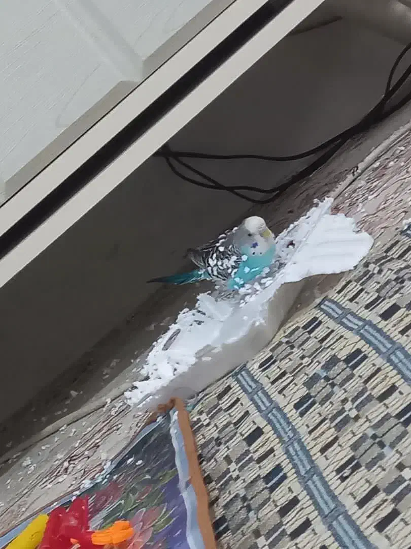 گمشده...این مرغ عشق گمشده درسی متری کیوانفر|حیوانات|قم, حاج خلیل|دیوار