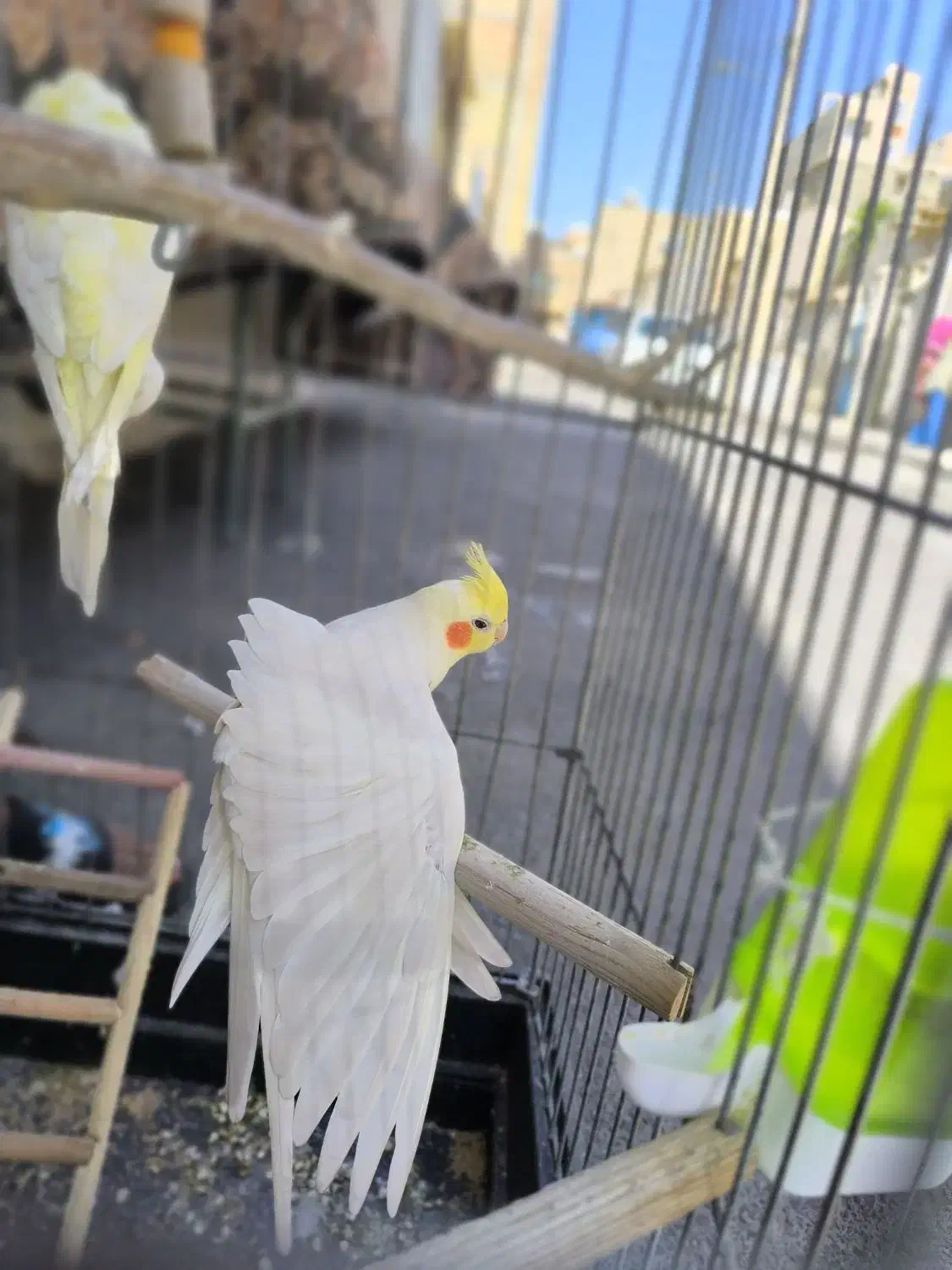 عروس هلندی|پرنده|نسیم‌شهر, |دیوار