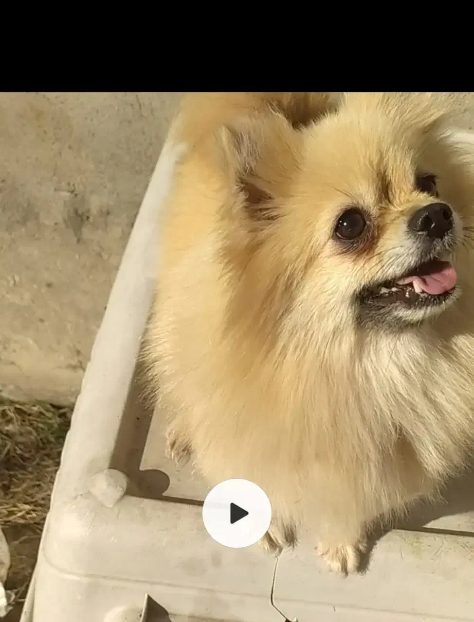 فروش پامرانین خرسی و روباهی نر و ماده|سگ|بابلسر, |دیوار