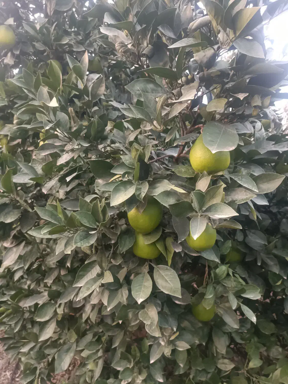 پرتقال ناول|خوردنی و آشامیدنی|جویبار, |دیوار