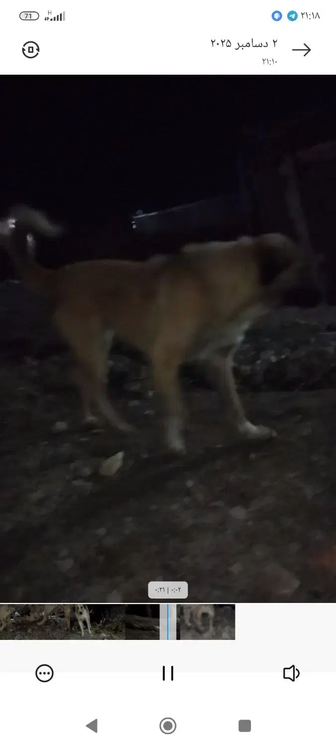 دوستان دوعدد سگ رایگان دارم فقط فوری|سگ|پیرانشهر, |دیوار