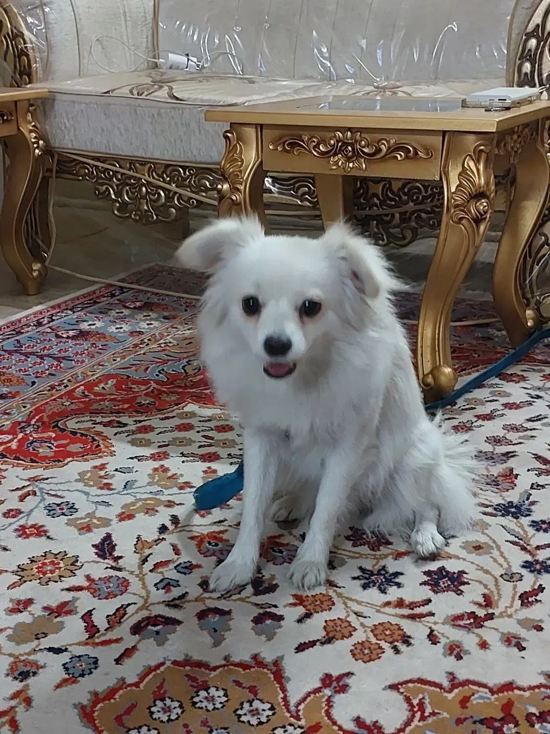 سگ پامر اشپیتز روباهی|سگ|ری, فیروزآباد|دیوار