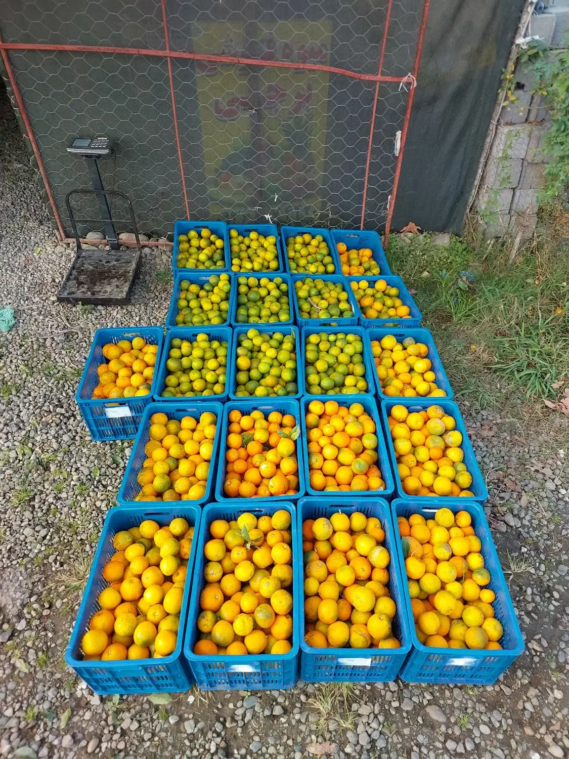 خریدار نارنج و افشره|خدمات باغبانی و درختکاری|رودسر, |دیوار