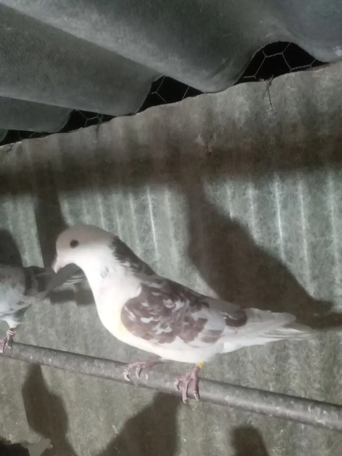 ۸ تا حیون|پرنده|تهران, مشیریه|دیوار