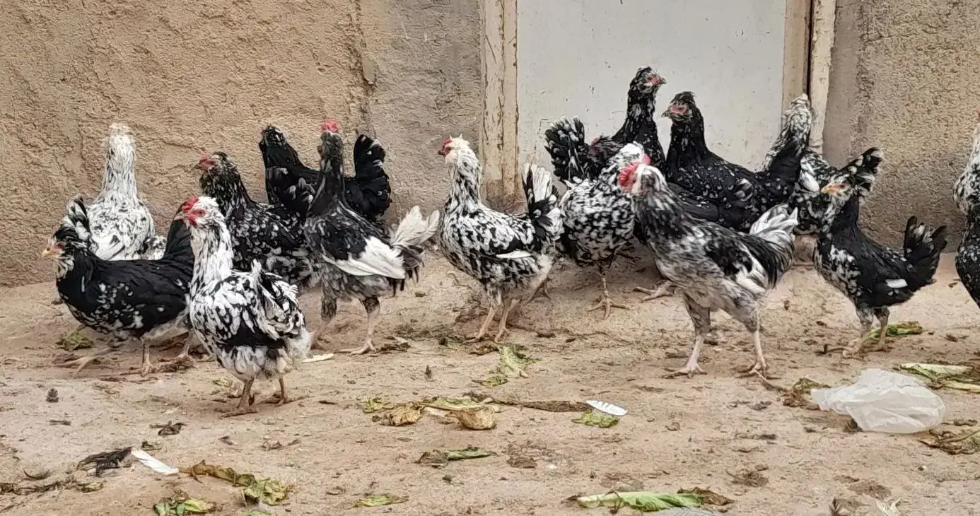 تخم مرغ گلین|حیوانات مزرعه|قم, تعویض پلاک|دیوار