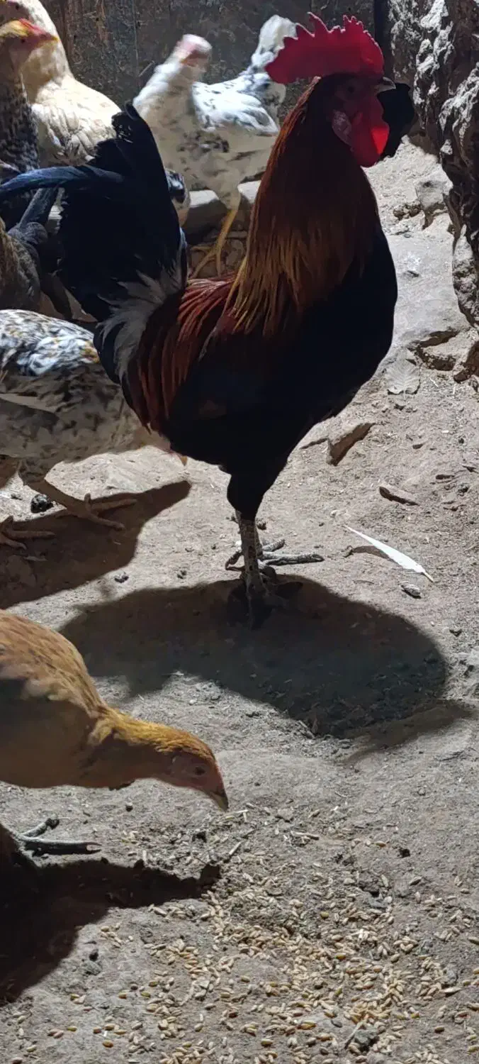 خروس محلی اصل بدون حتی دارو یا واکسن|حیوانات مزرعه|دوگنبدان, |دیوار