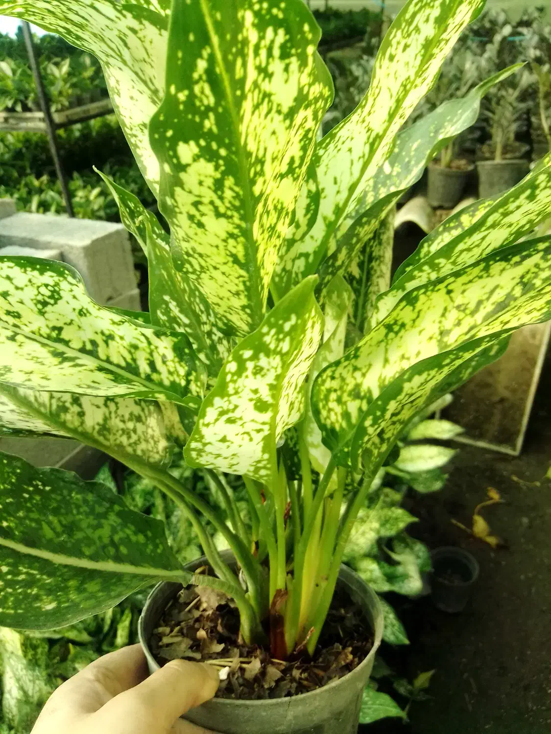 گل طبیعی آگلونما برفی گلدون ۱۴|گل و گیاه طبیعی|زرگرشهر, |دیوار