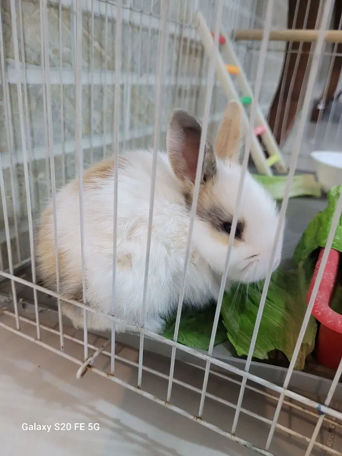 توله خرگوش|موش و خرگوش|بندر ماهشهر, |دیوار