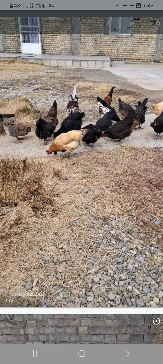 حیوانات‌خانگی|حیوانات مزرعه|سیلاخور, |دیوار