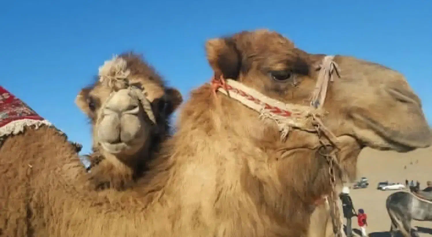 گوشت شتر|خوردنی و آشامیدنی|کویرات, |دیوار