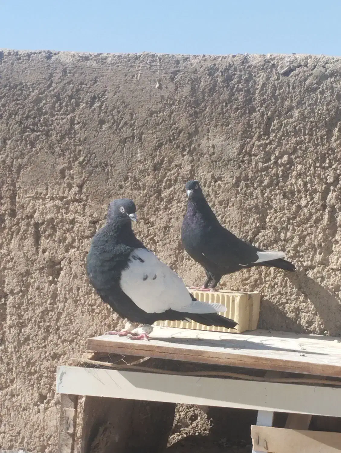 سینه سیاه|پرنده|مرودشت, بیست متری بیمارستان|دیوار